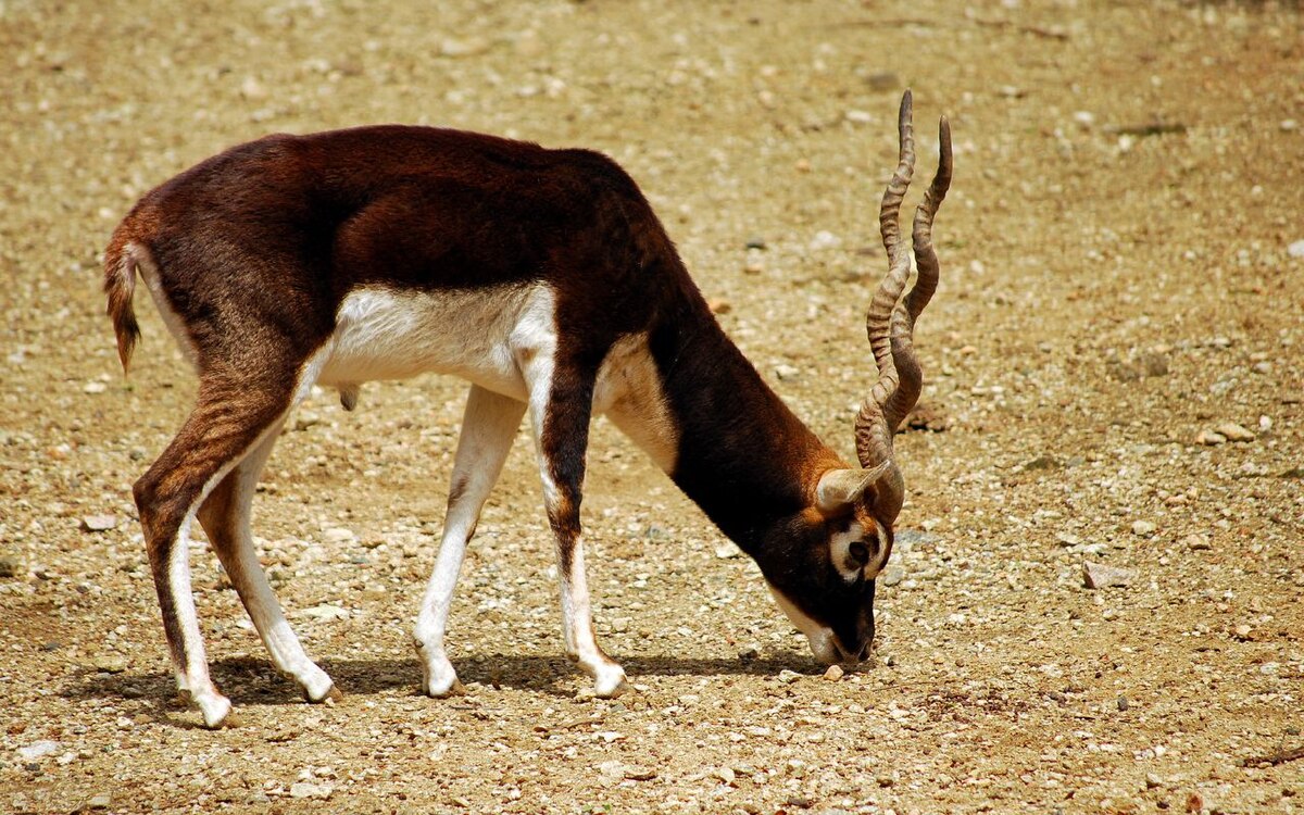 Antilope cervicapra