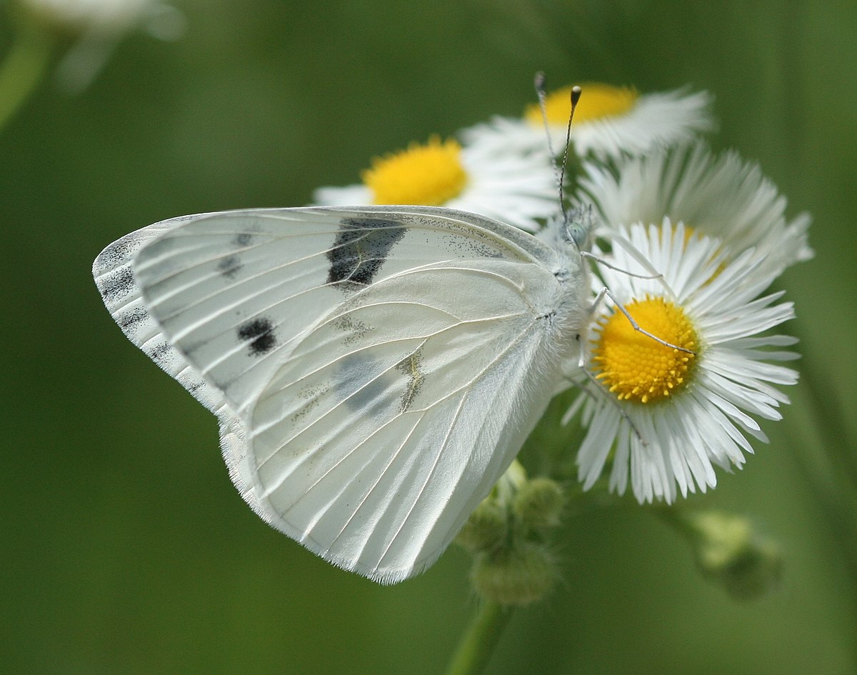 Pontia protodice