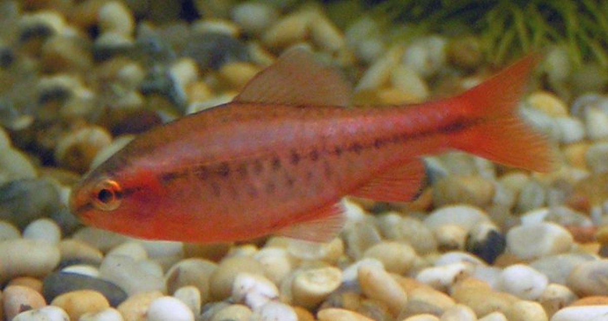 Barbus cerise