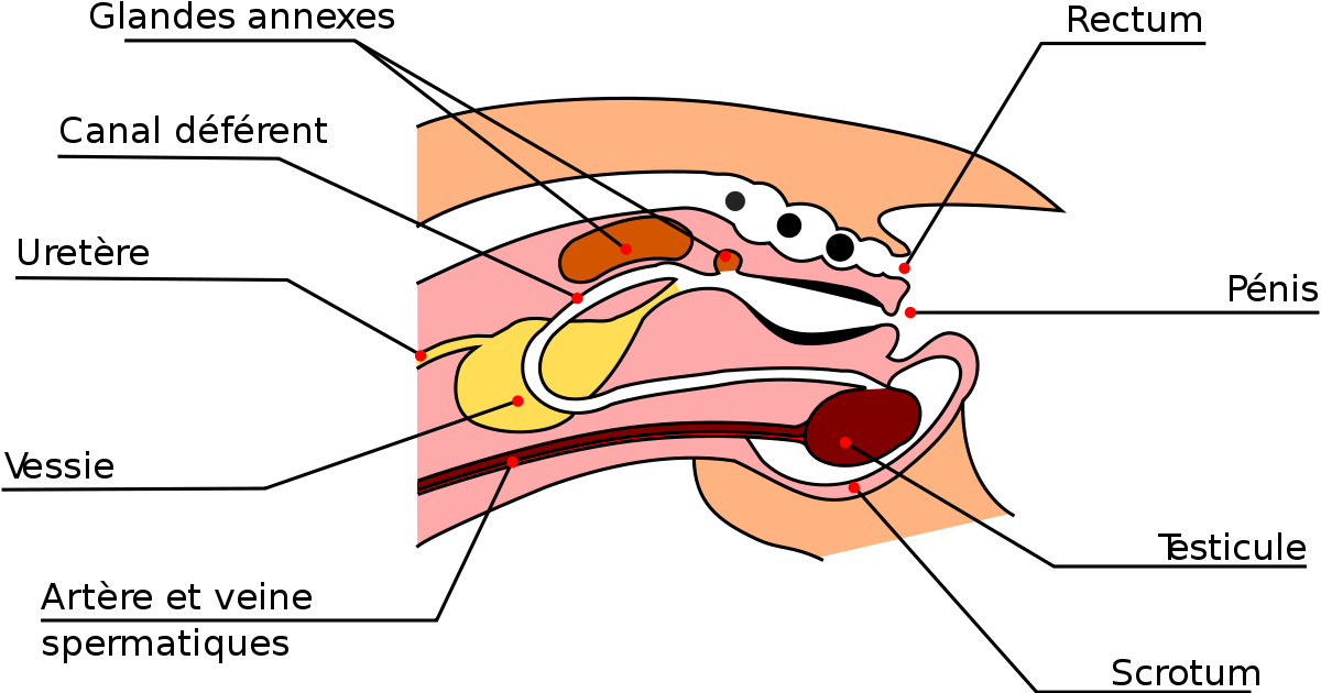 Male Genetal System Rabbit.svg