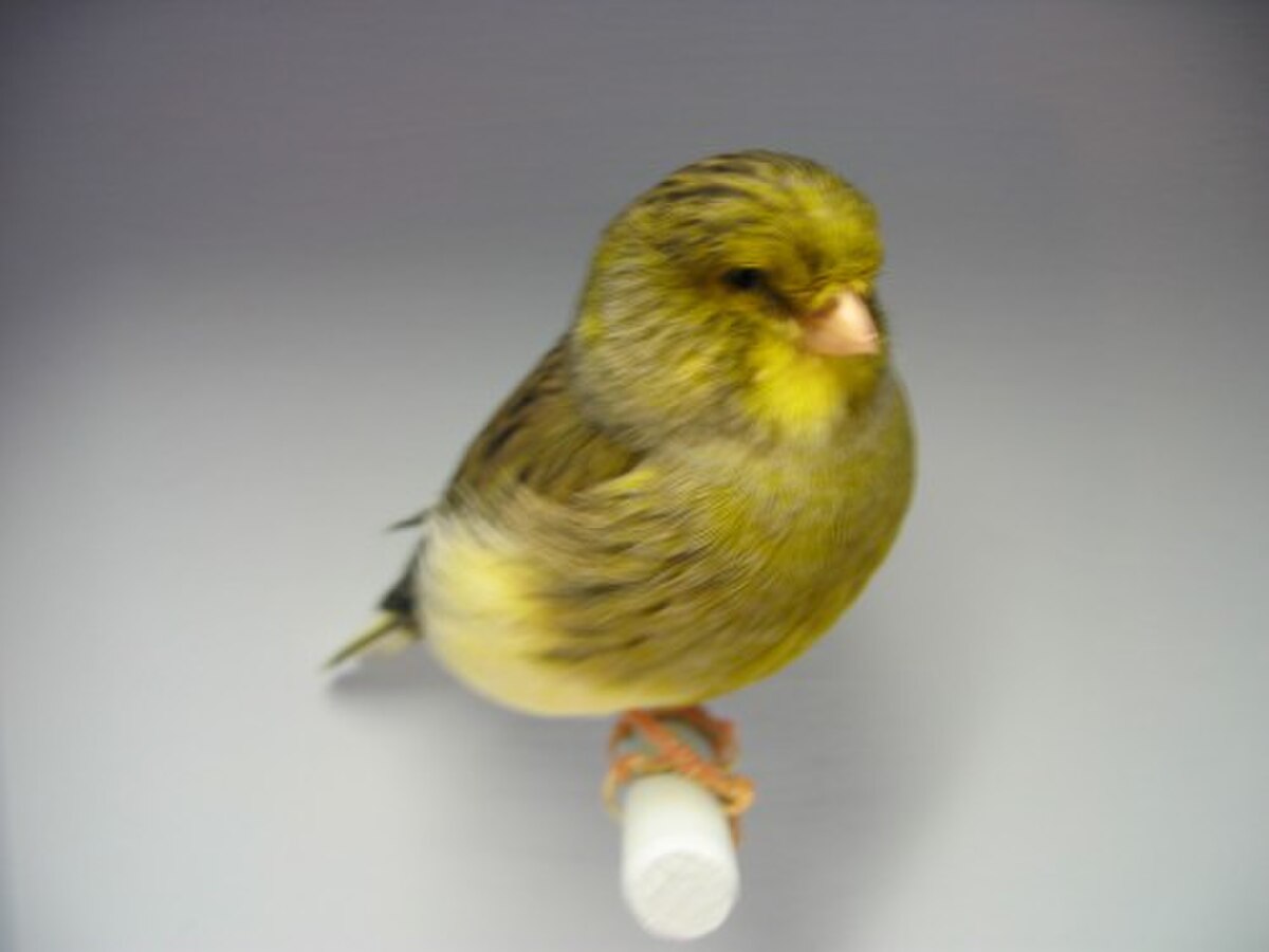 Serin des Canaries