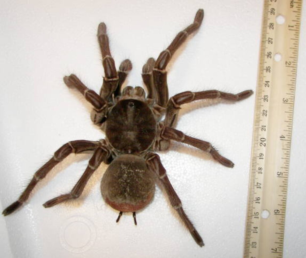 Male goliath birdeater 111508 013.jpg