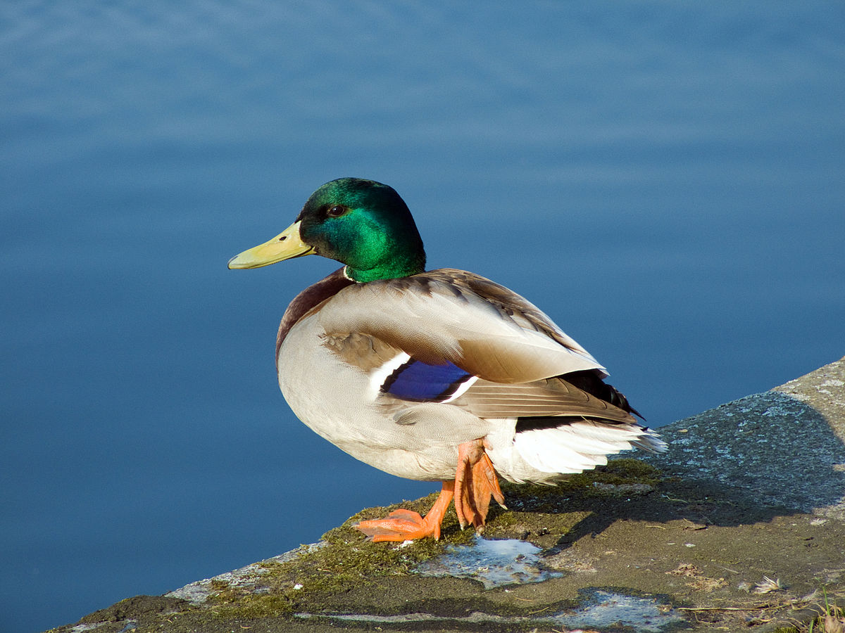 Canard