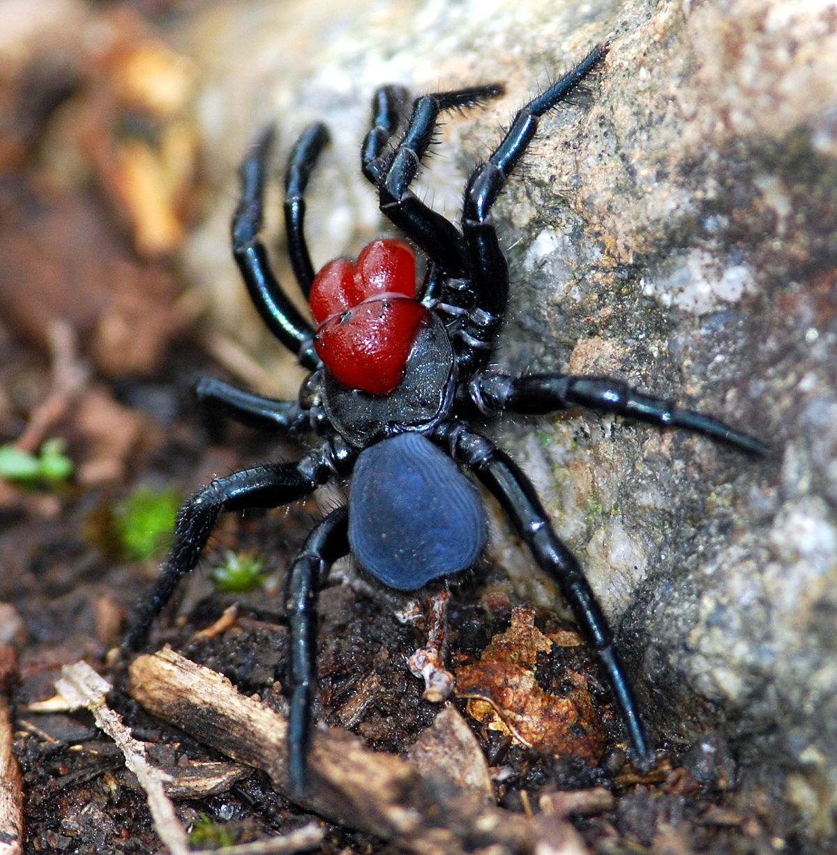 Actinopodidae