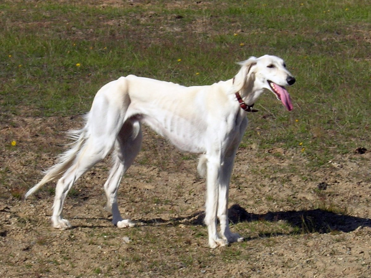 Malik the Saluki1.jpg