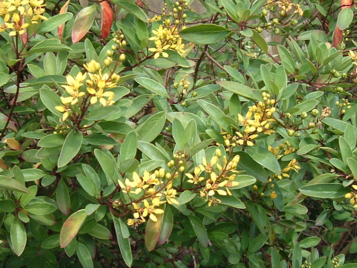 Malpighiaceae