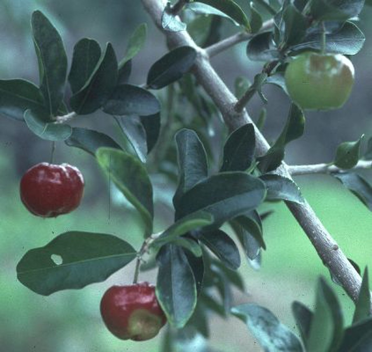Malpighiales