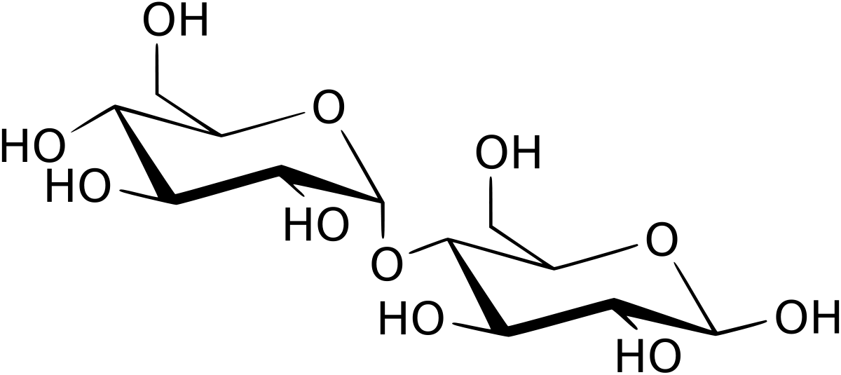Structure chaise du Maltose.