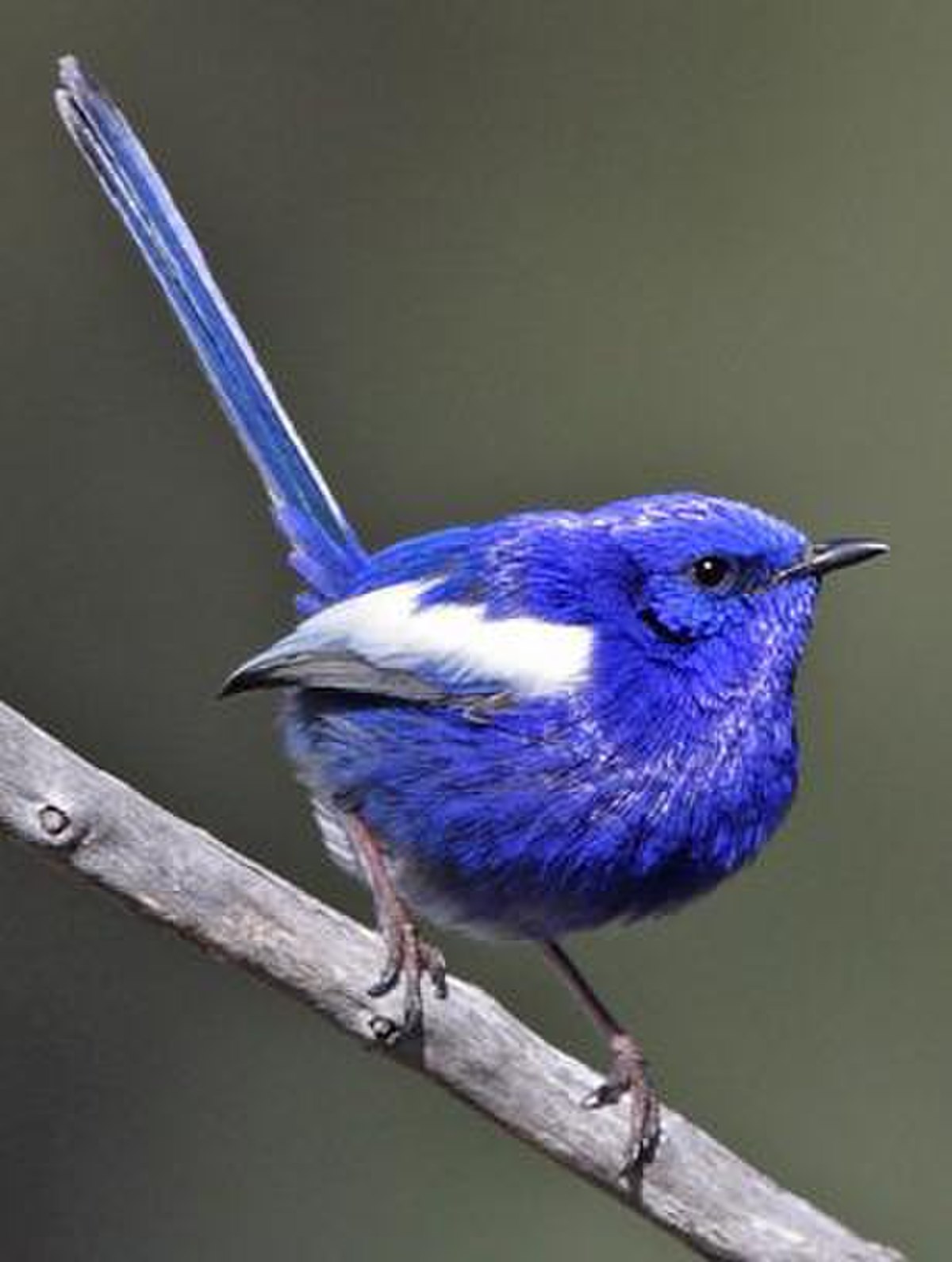 Mâle de la sous-espèceM. leucopterus leuconotus