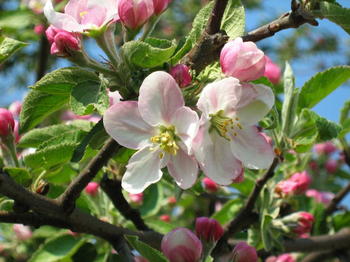 Malus sieversii