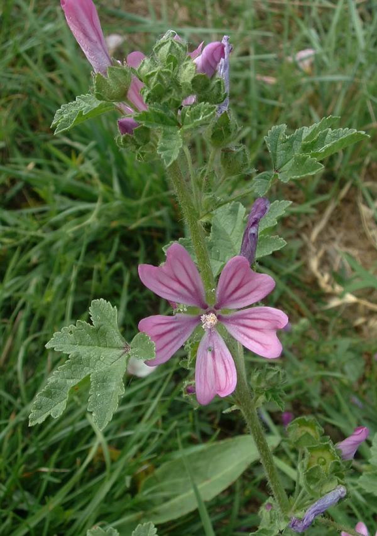 Malva
