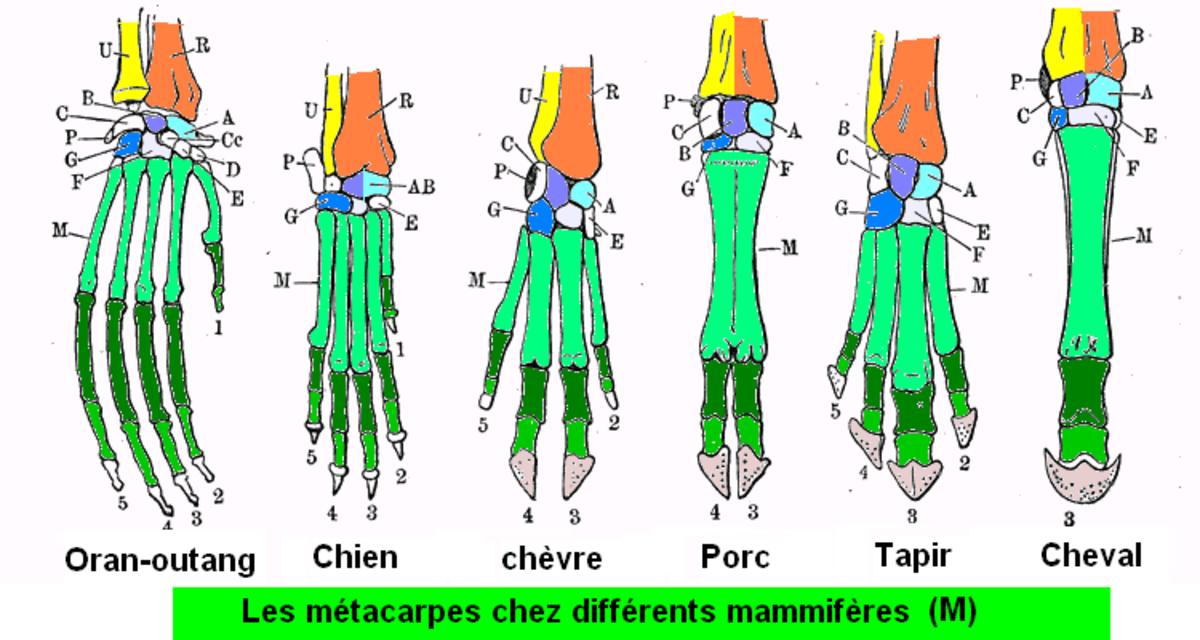 Mammals metacarp.png
