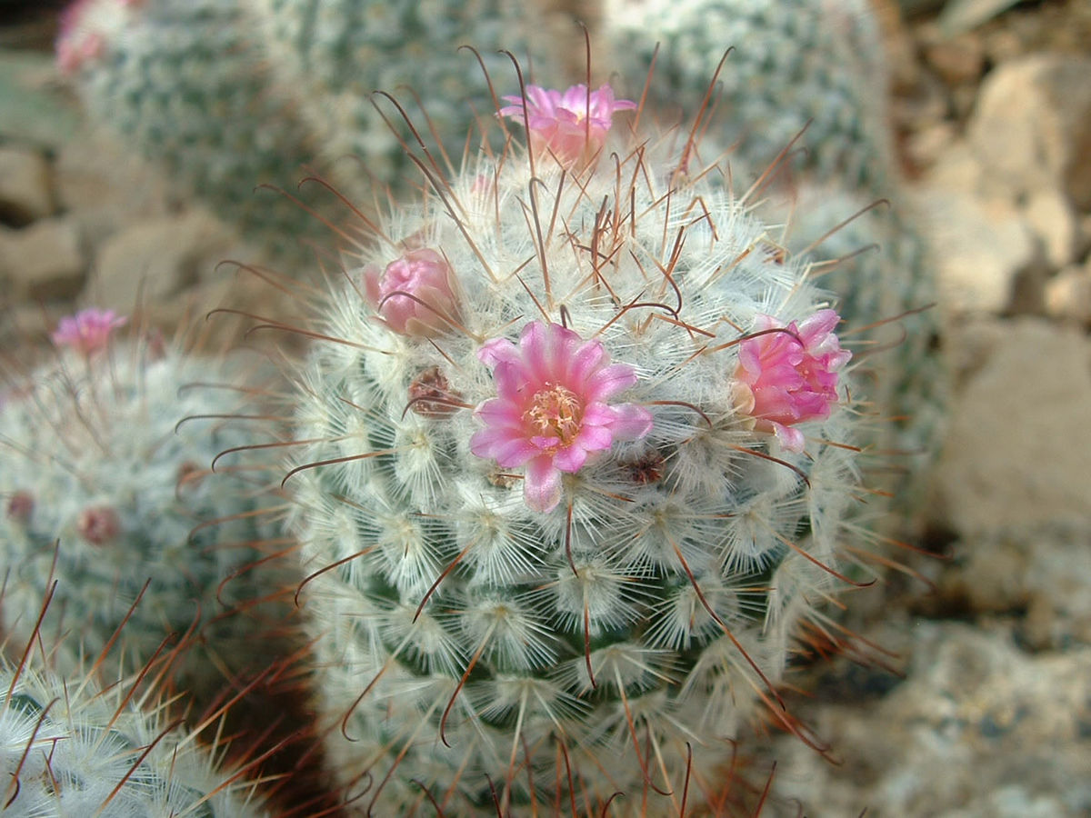 Mammillaria