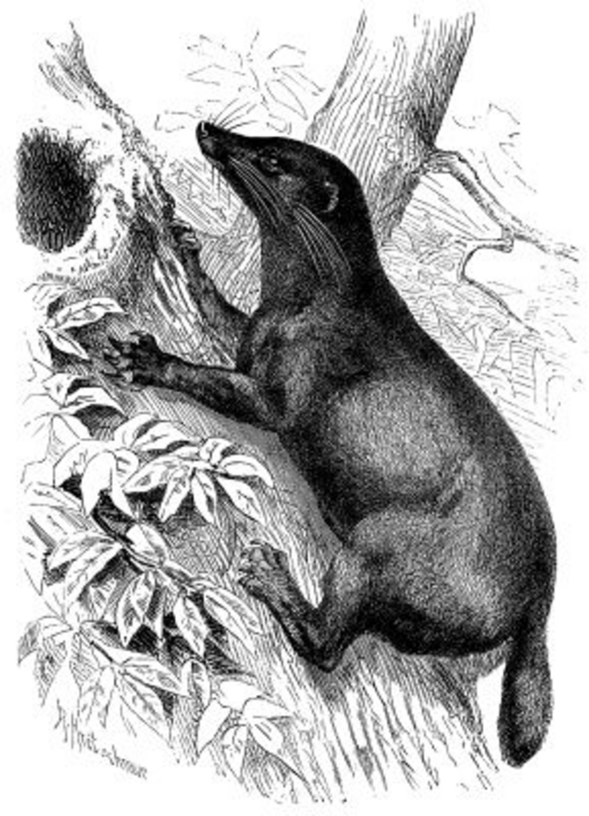 Civette-loutre de Sumatra
