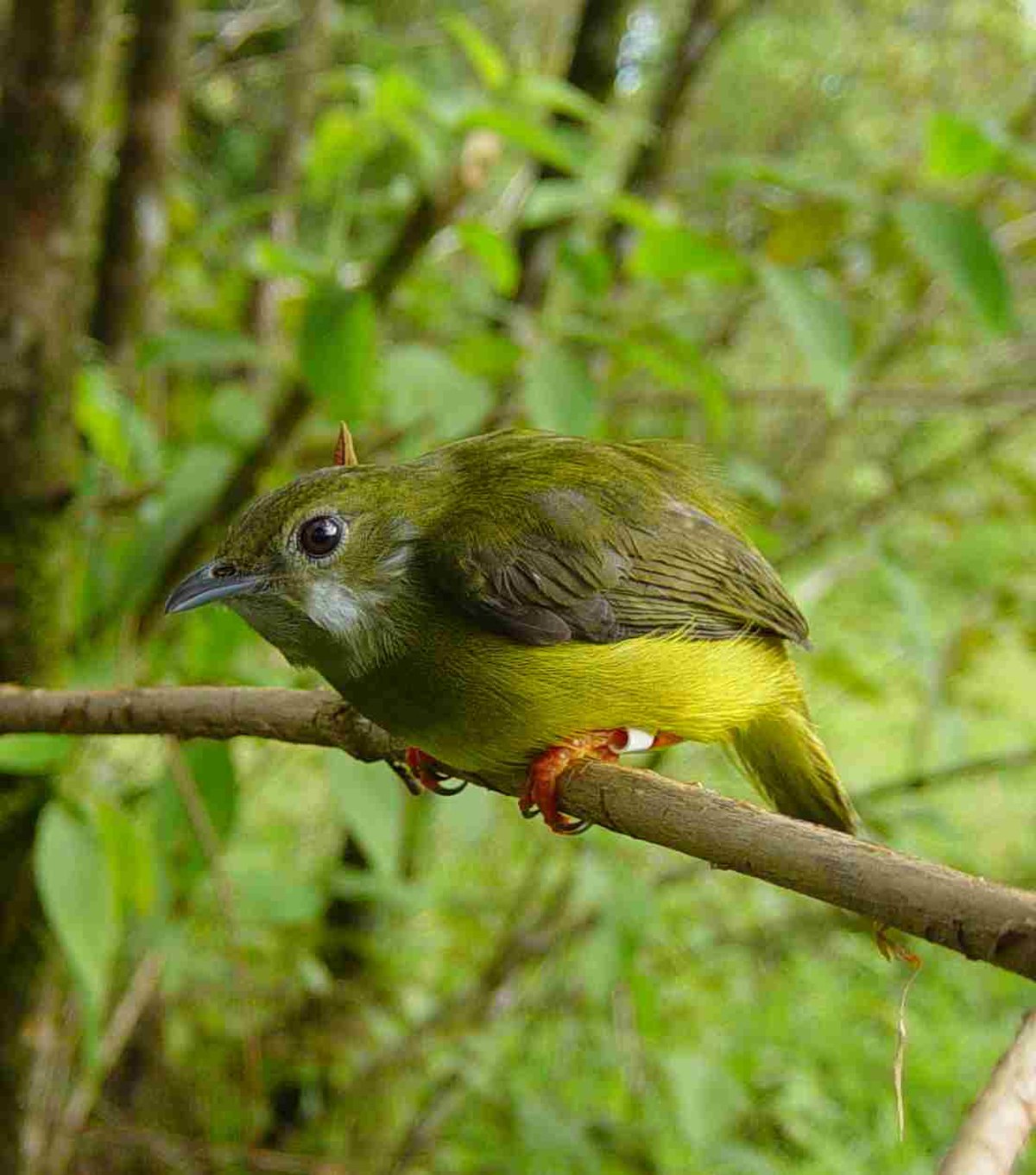 Pipridae