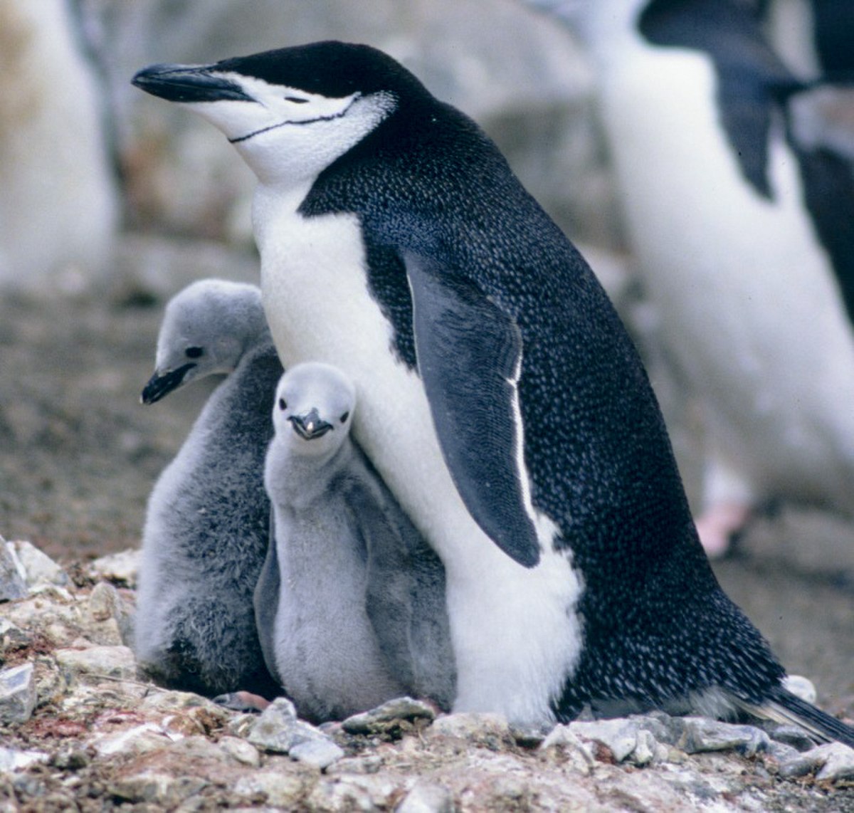 Sphenisciformes
