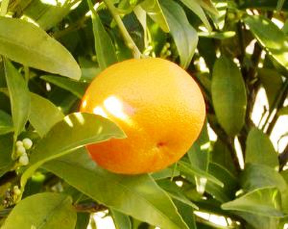 Citrus reticulata