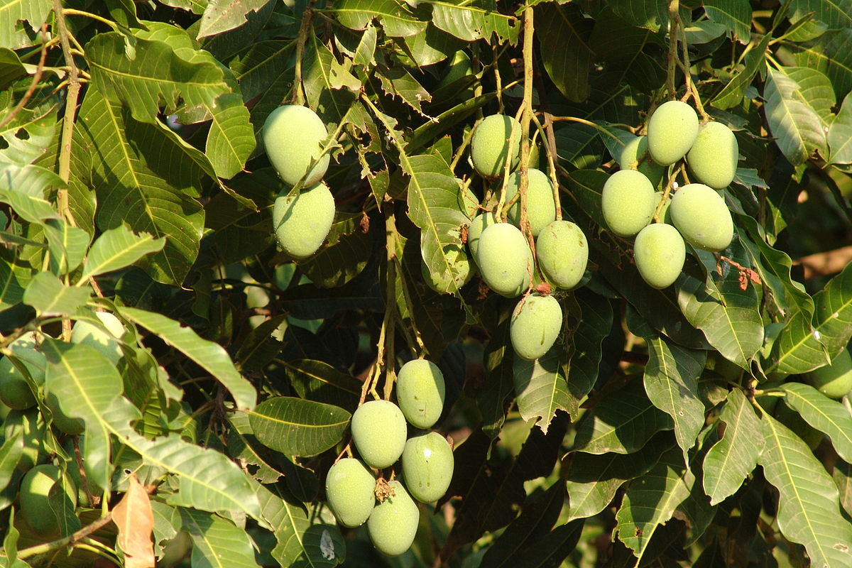 Fruits en cours de maturation