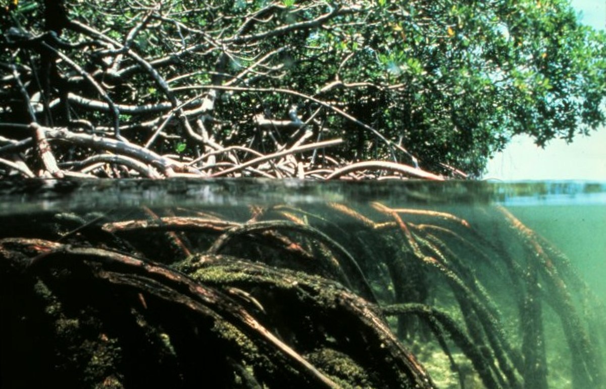 Mangroves.jpg