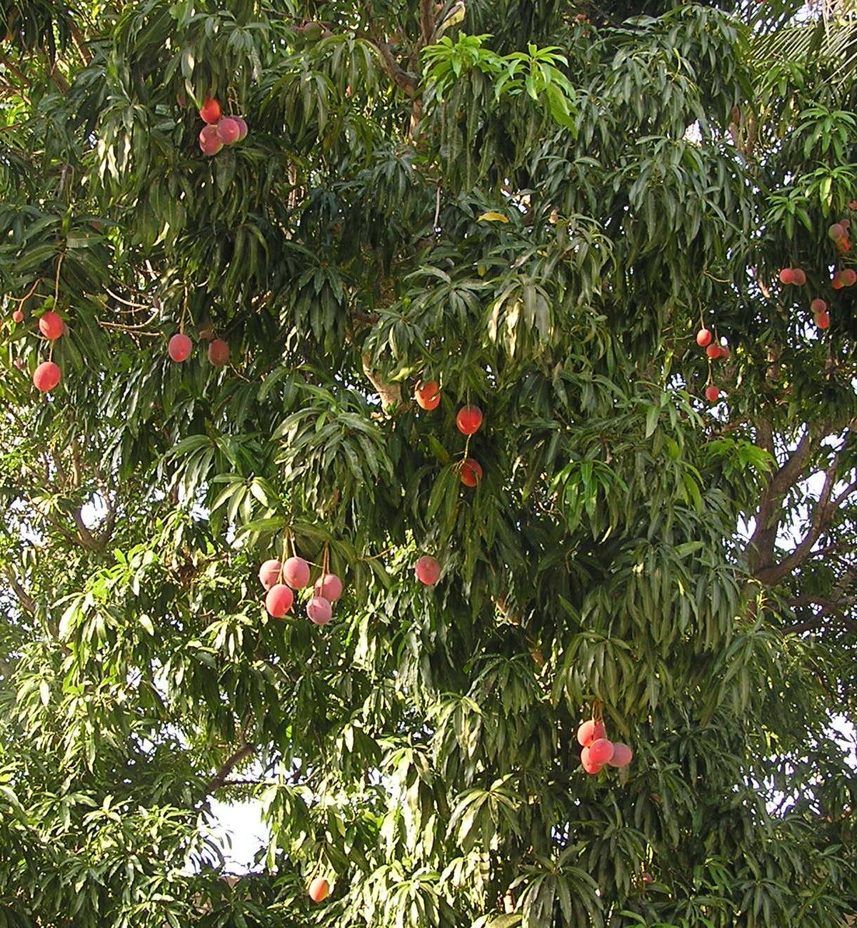 Mangue