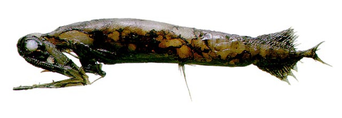 Malacosteus