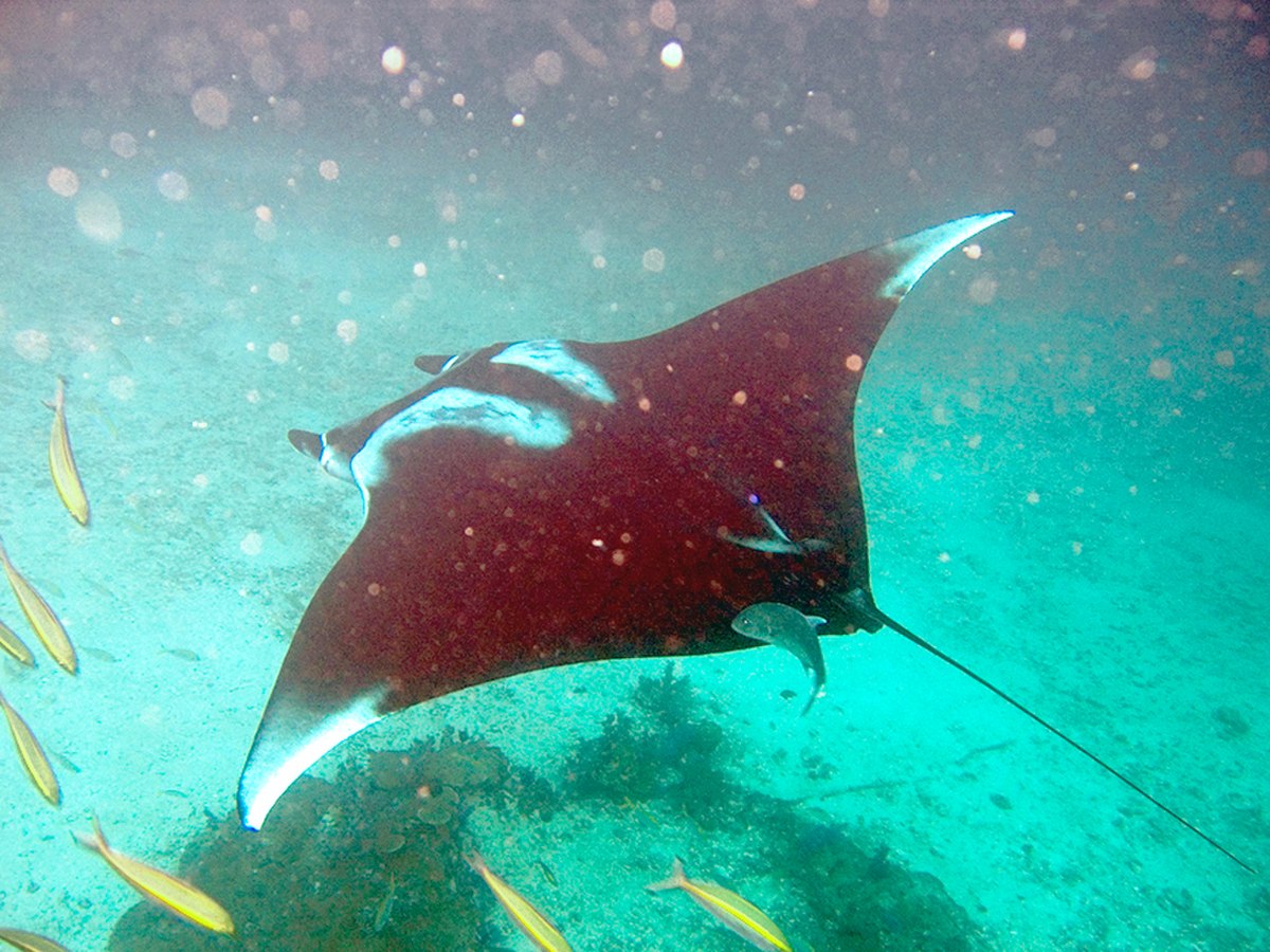 Raie manta