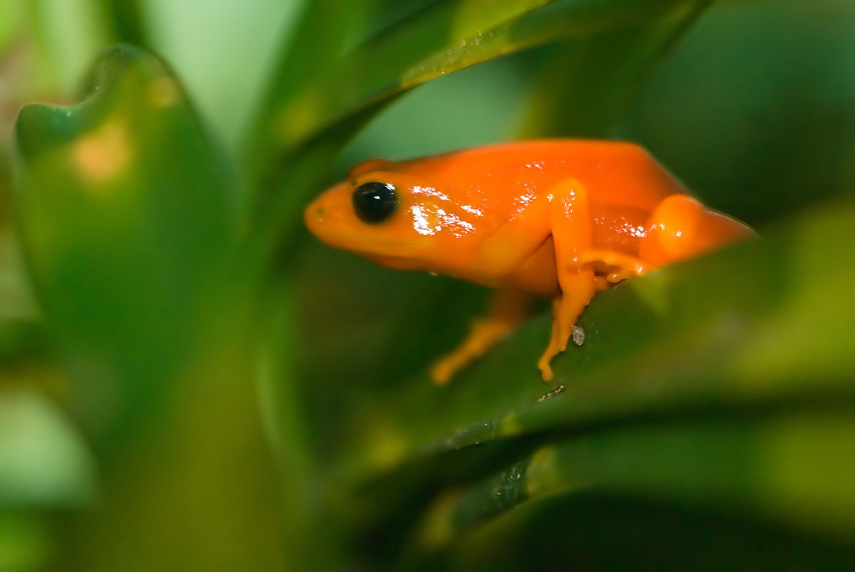 Mantella aurantiaca