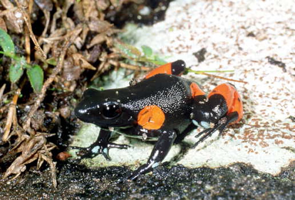 Mantella cowanii