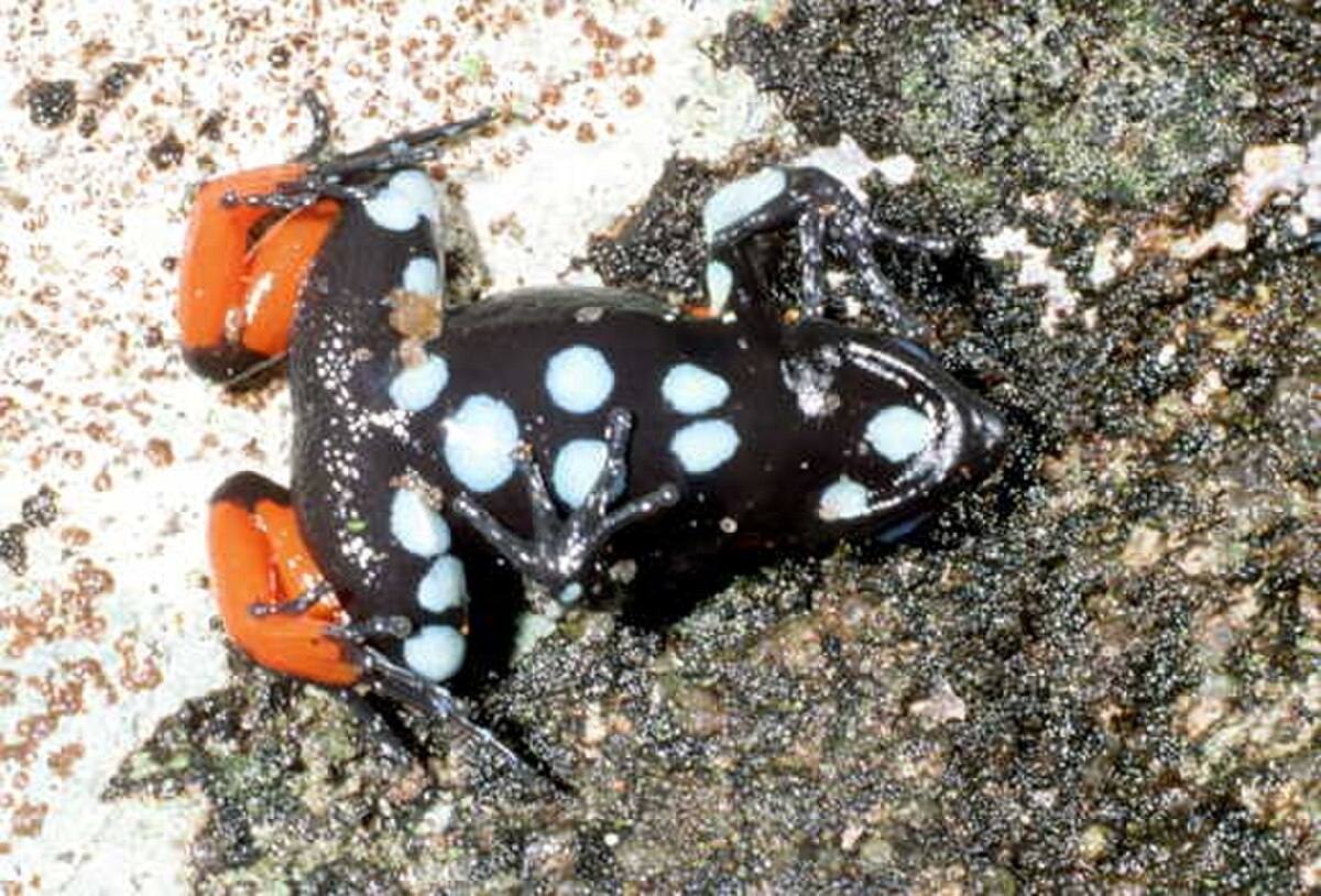 Mantella cowanii08.jpg
