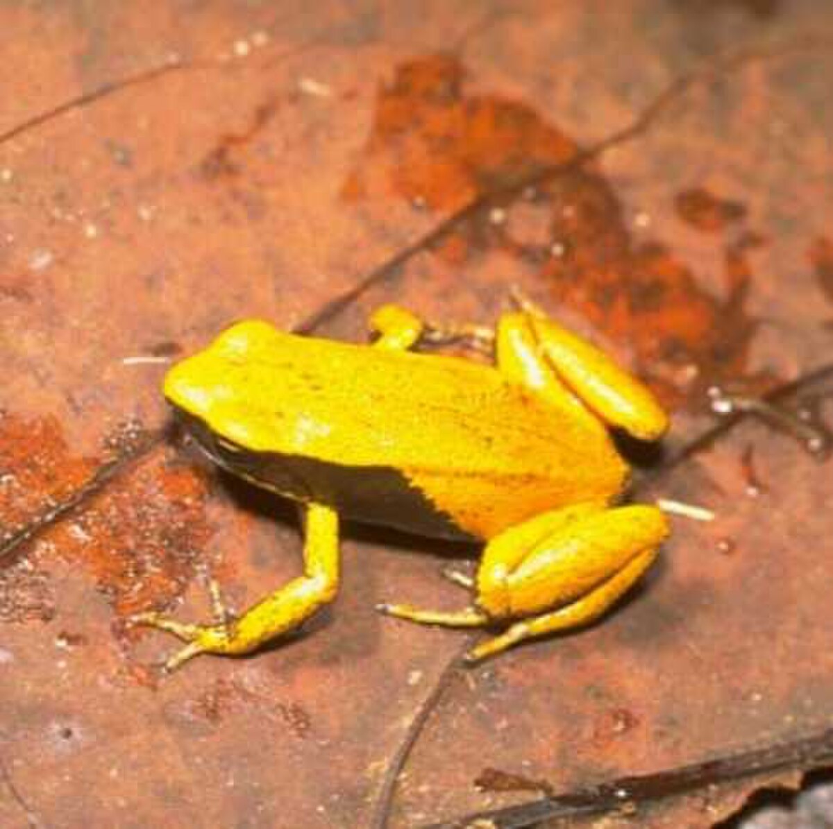 Mantella crocea