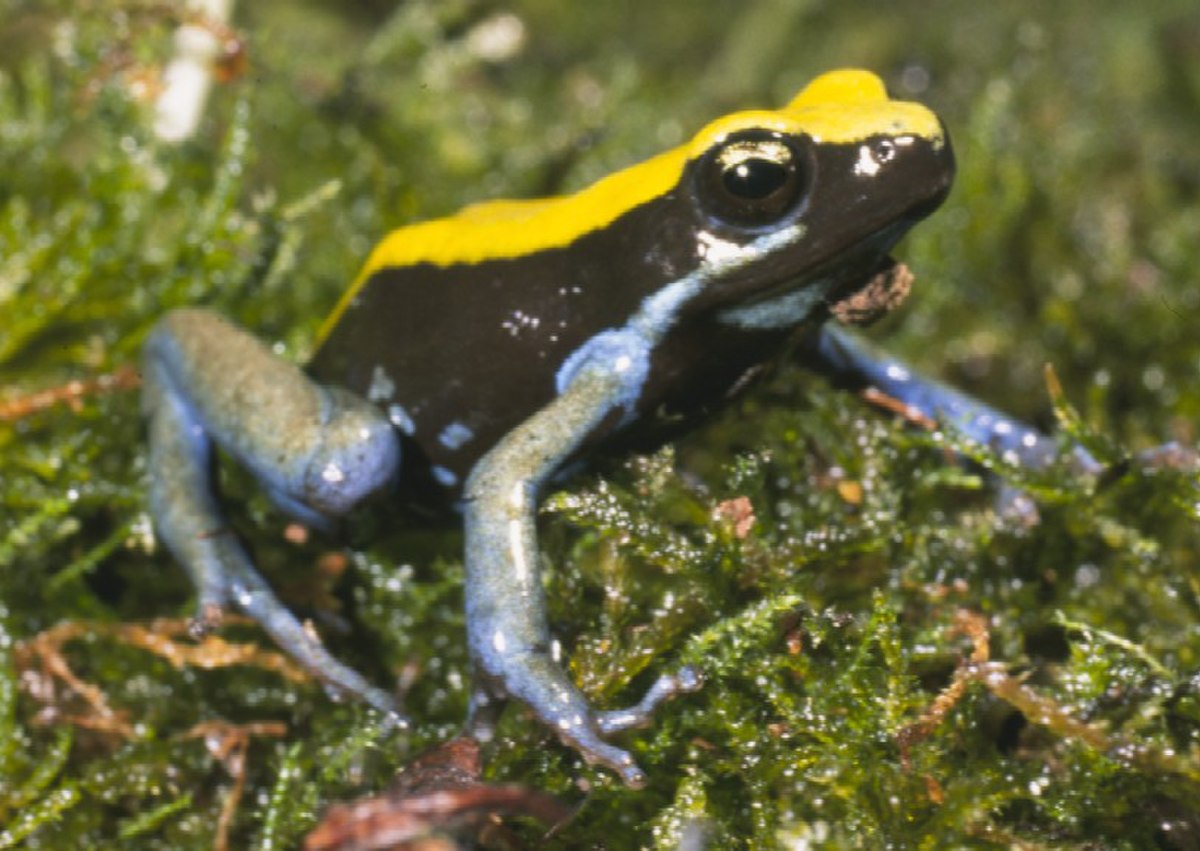Mantella