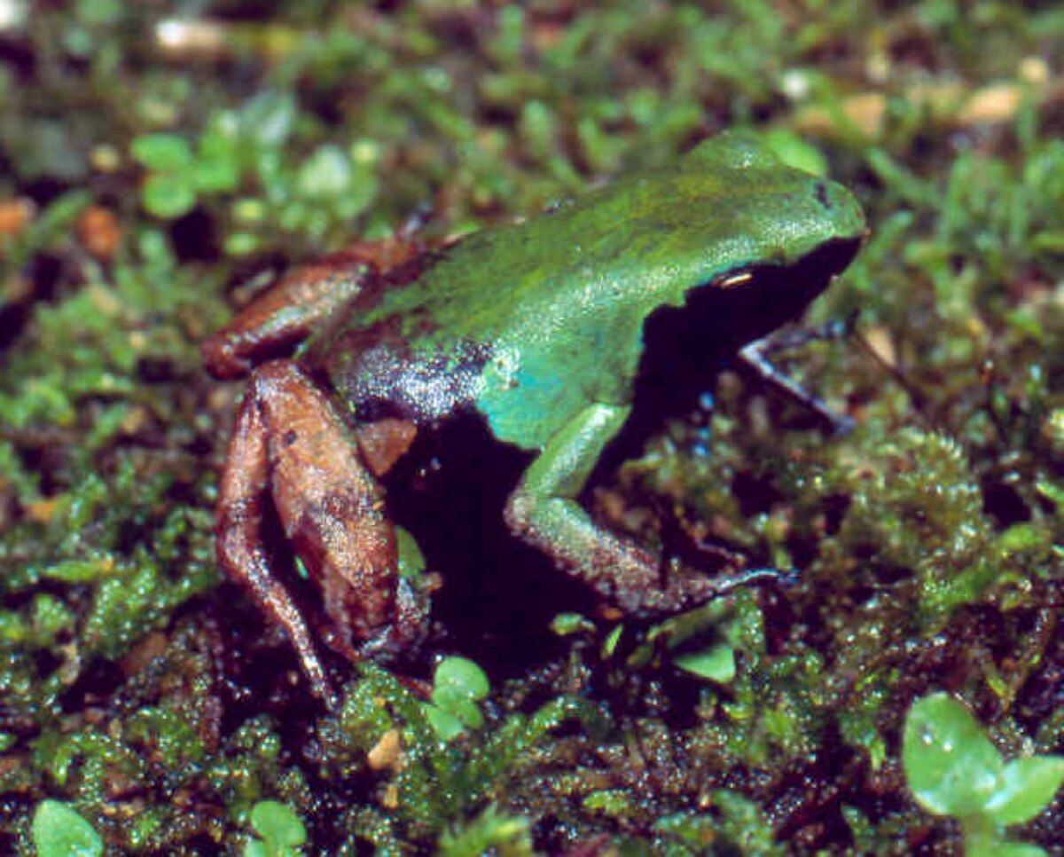 Mantella nigricans