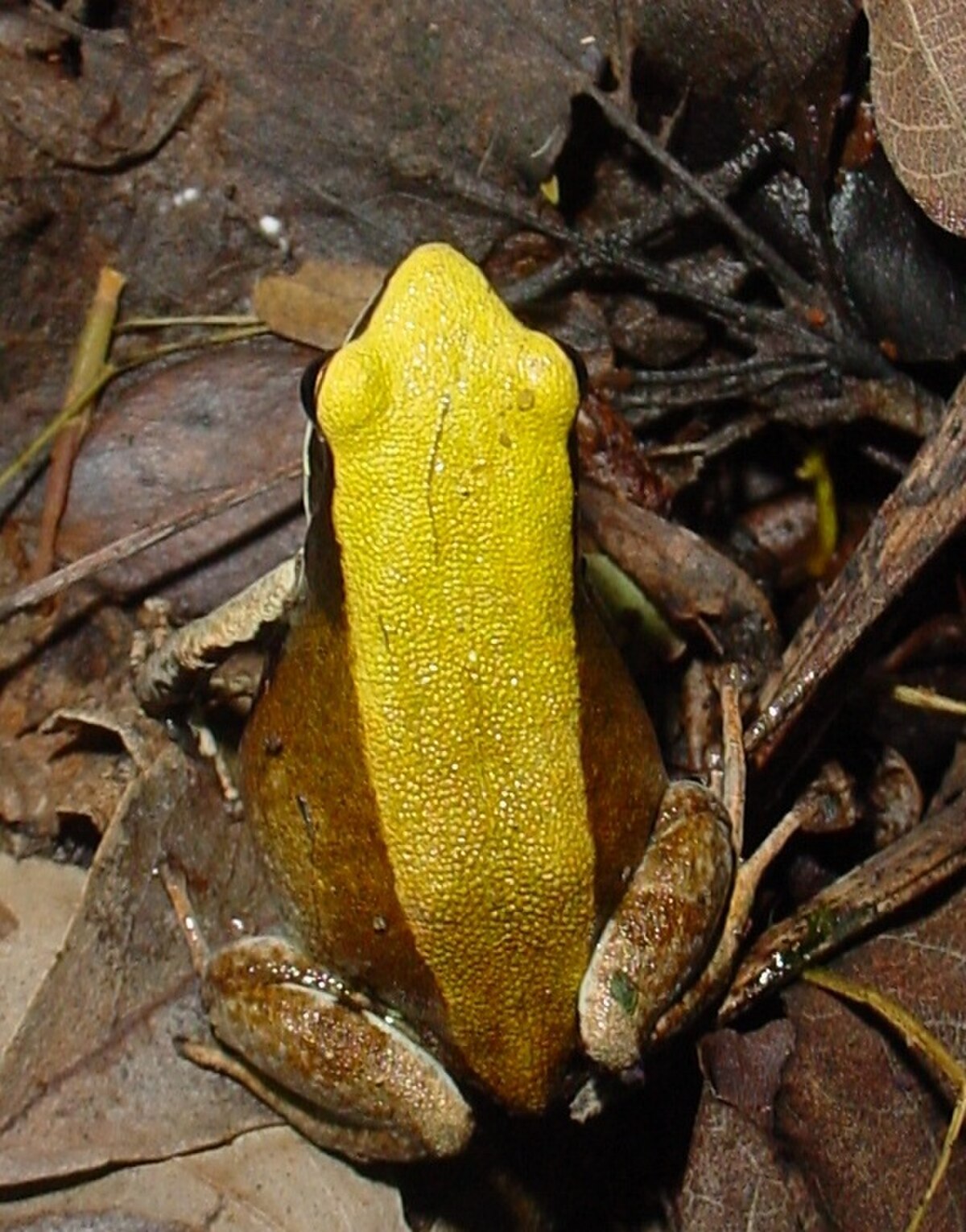 Mantella viridis