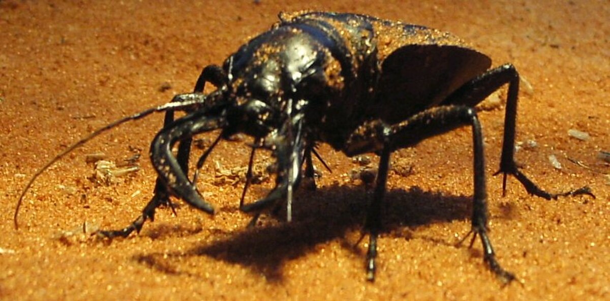 Manticora (coléoptère)