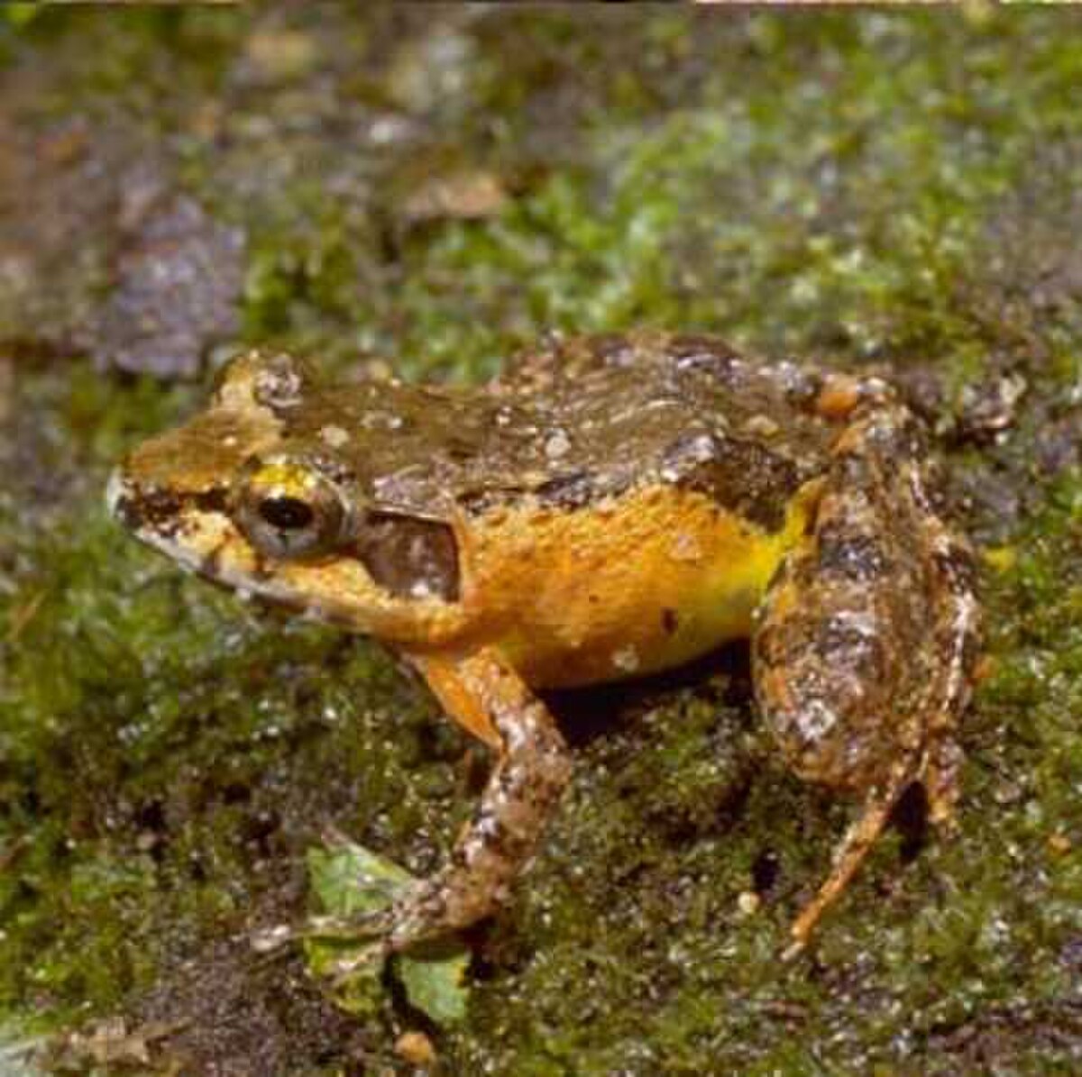 Mantidactylus betsileanus
