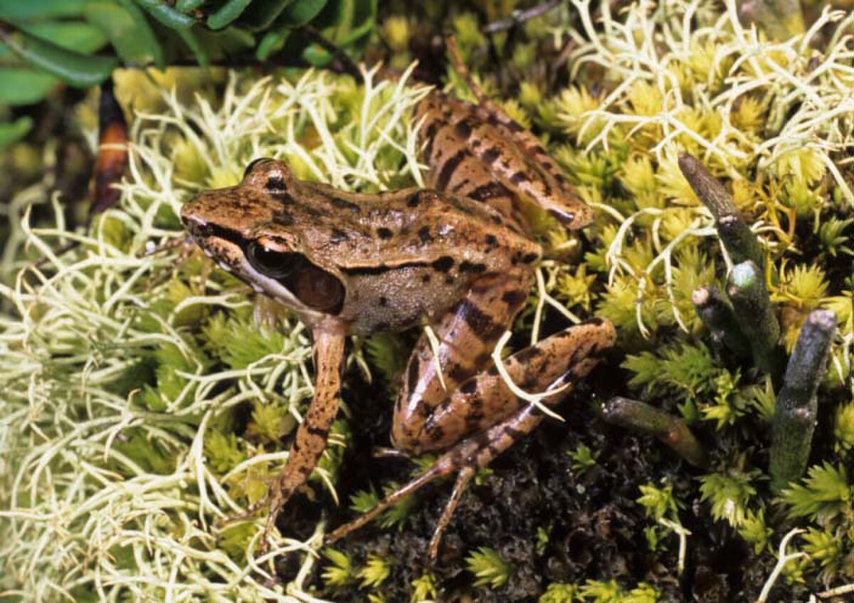 Mantidactylus brevipalmatus