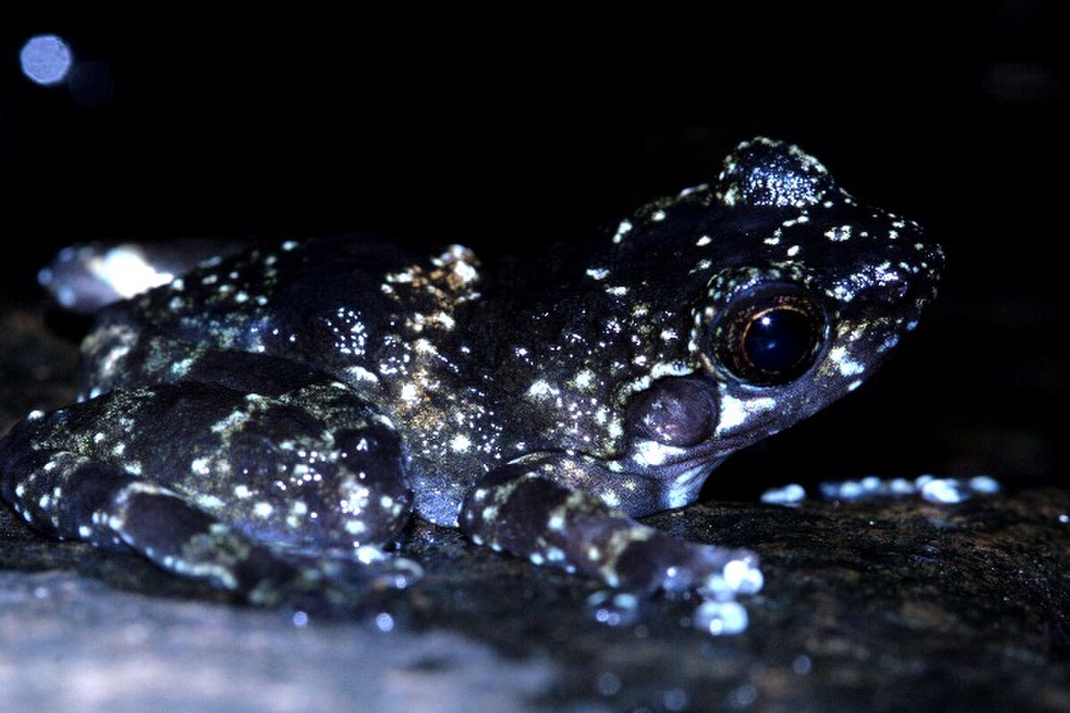 Mantidactylus cowanii