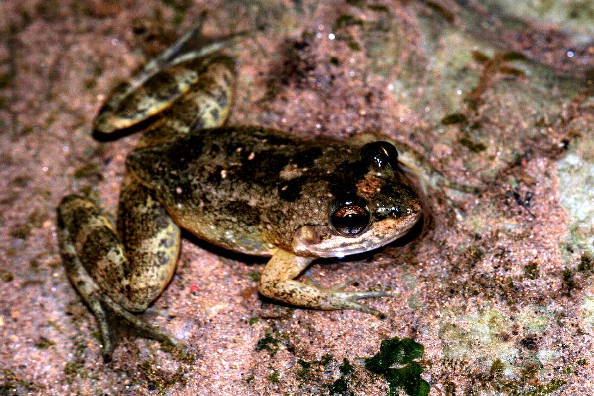 Mantidactylus curtus
