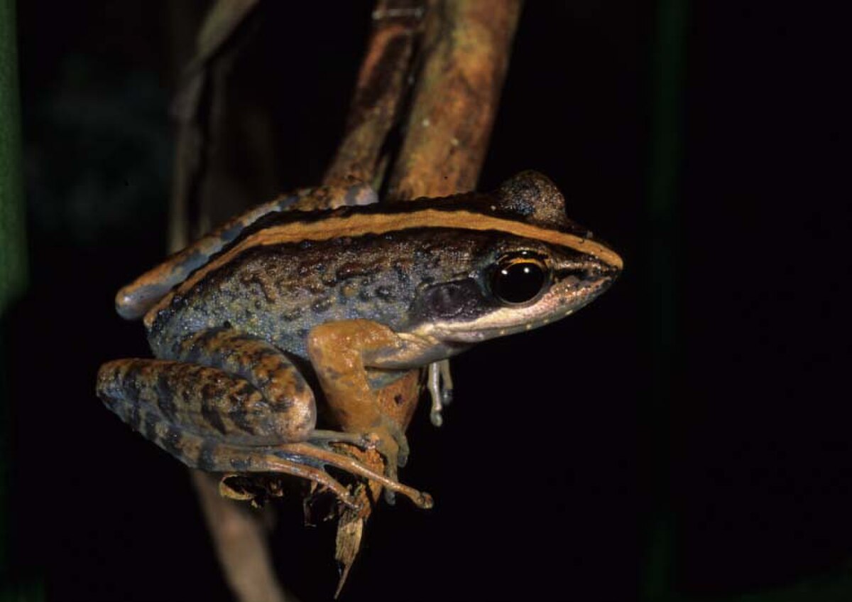 Mantidactylus femoralis