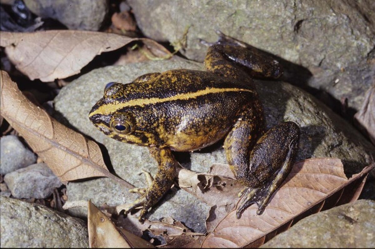 Mantidactylus grandidieri