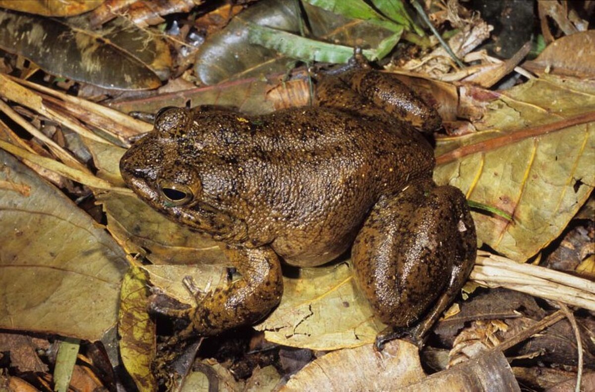 Mantidactylus guttulatus