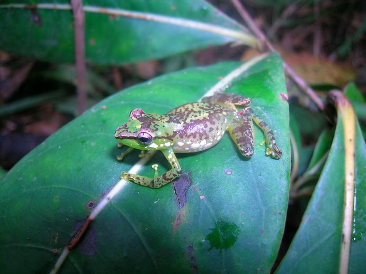 Guibemantis liber