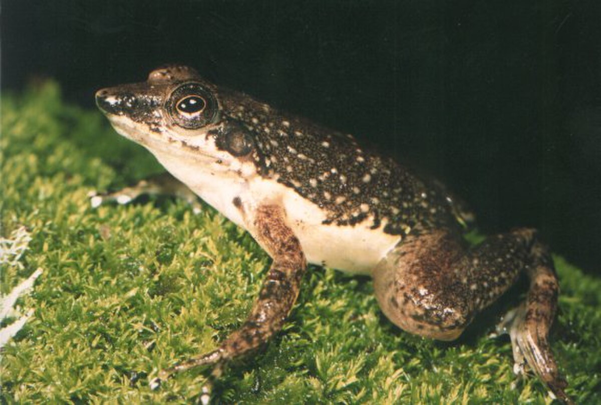 Mantidactylus majori