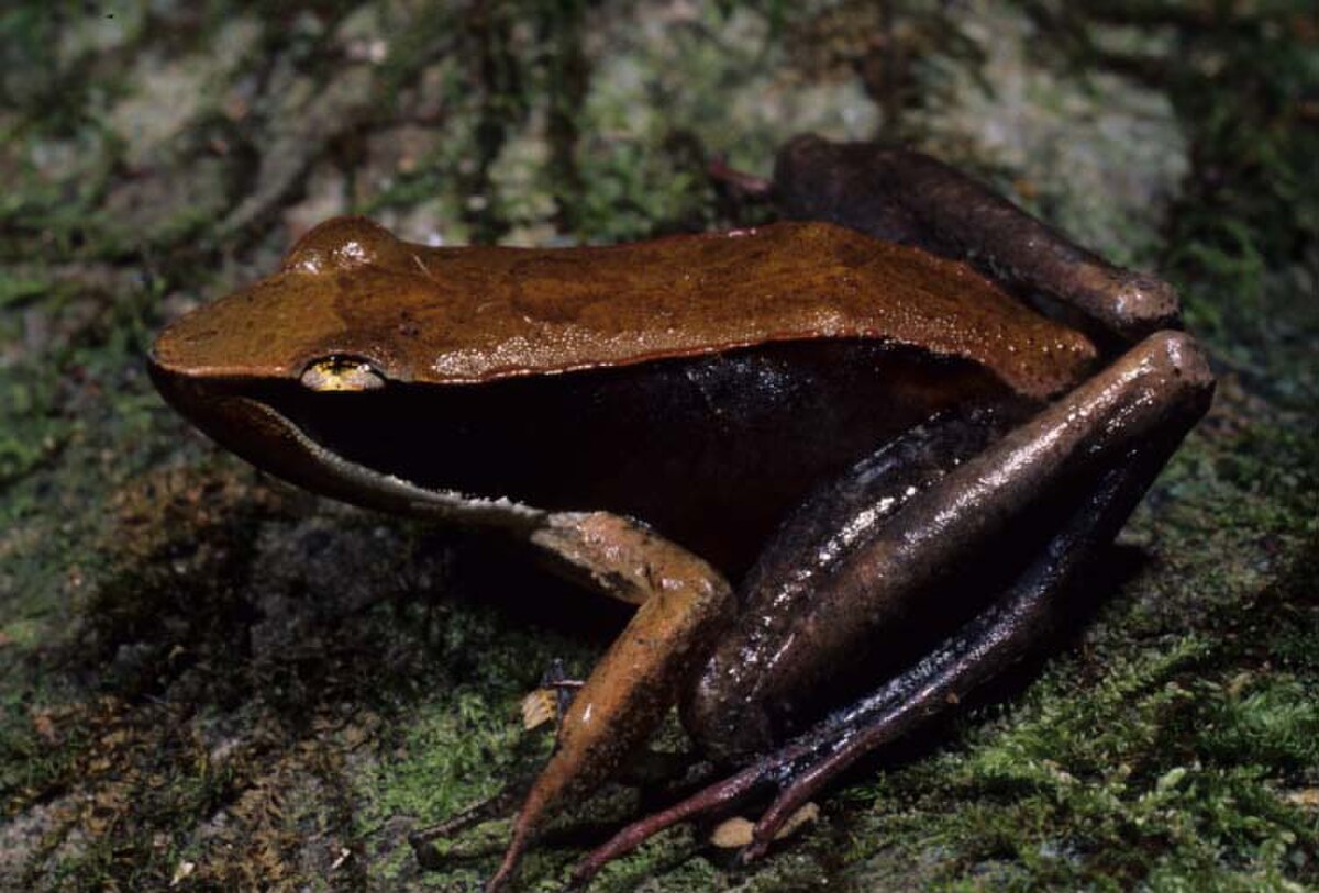 Mantidactylus melanopleura.jpg