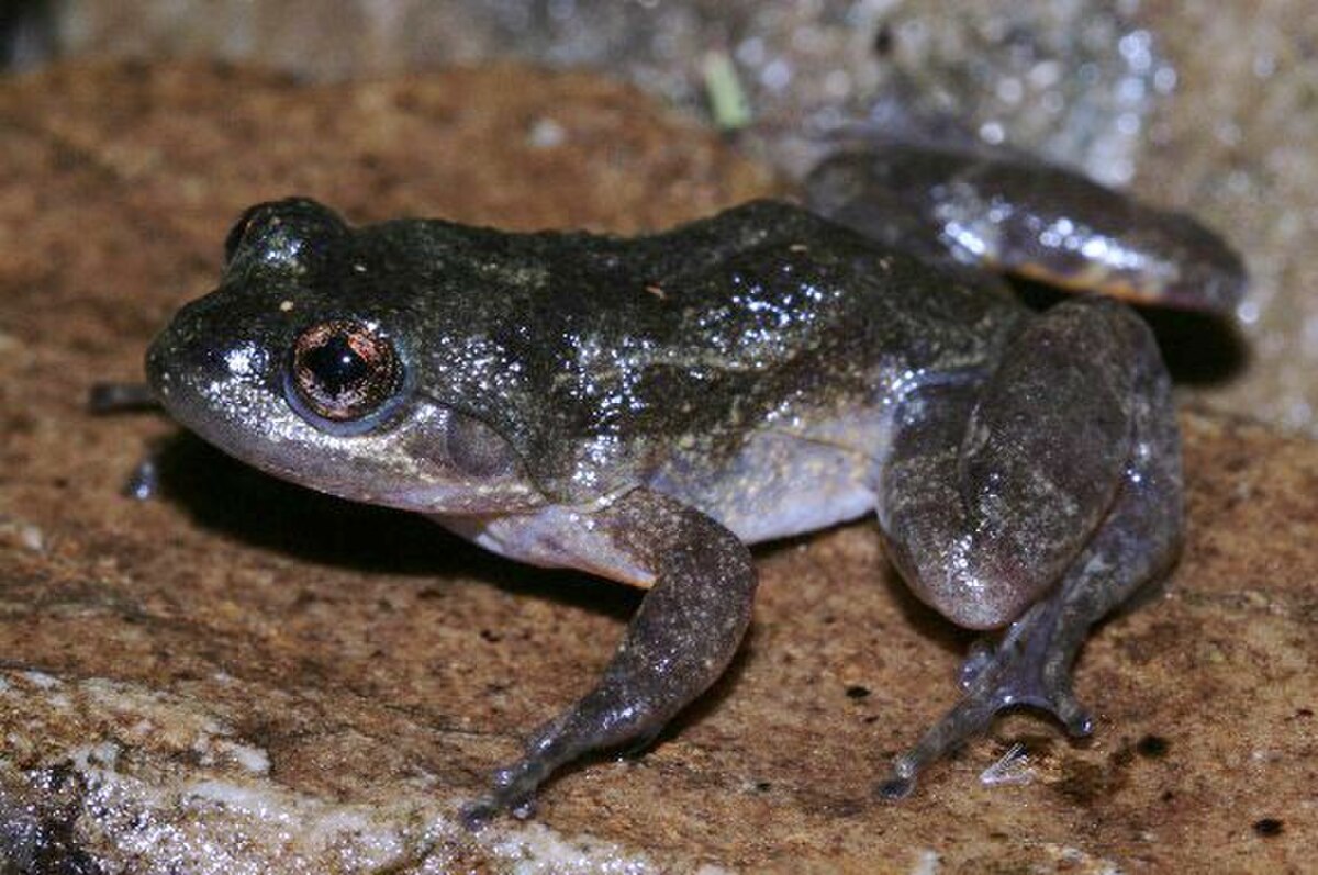 Mantidactylus pauliani