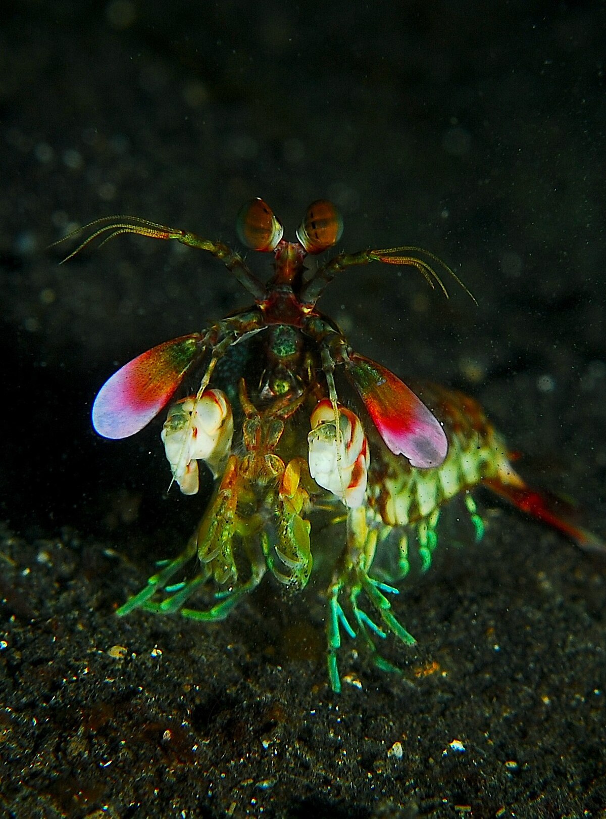 Stomatopoda