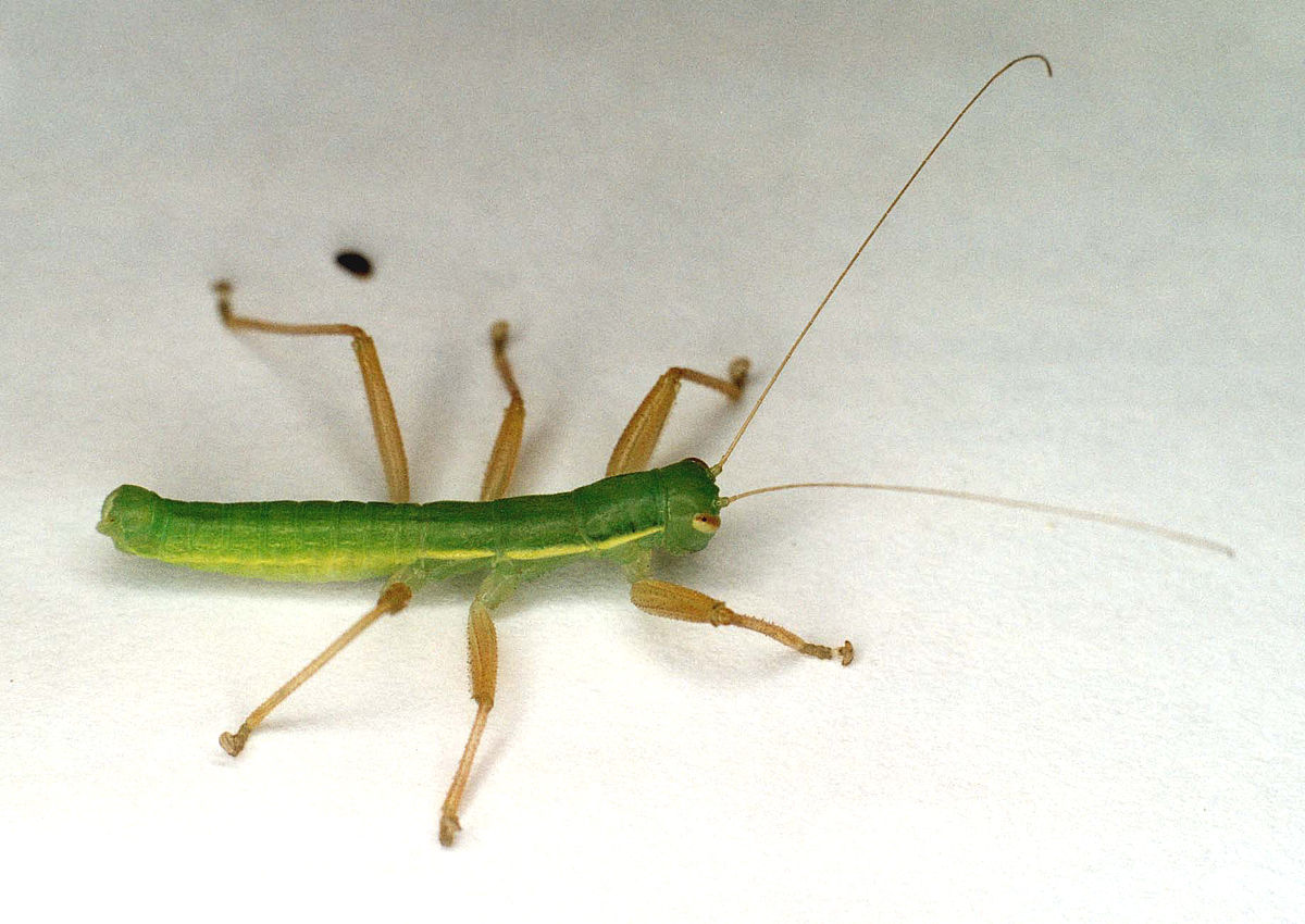 Mantophasmatodea