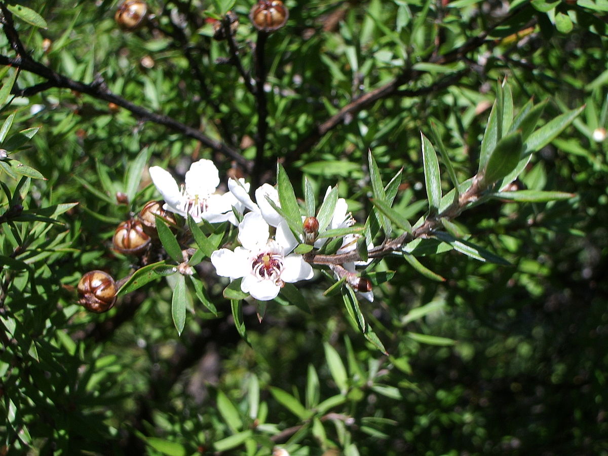 Leptospermum