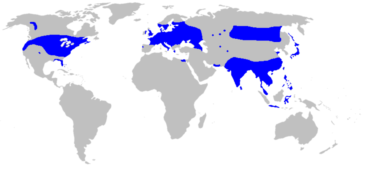 Map-Acoraceae.PNG