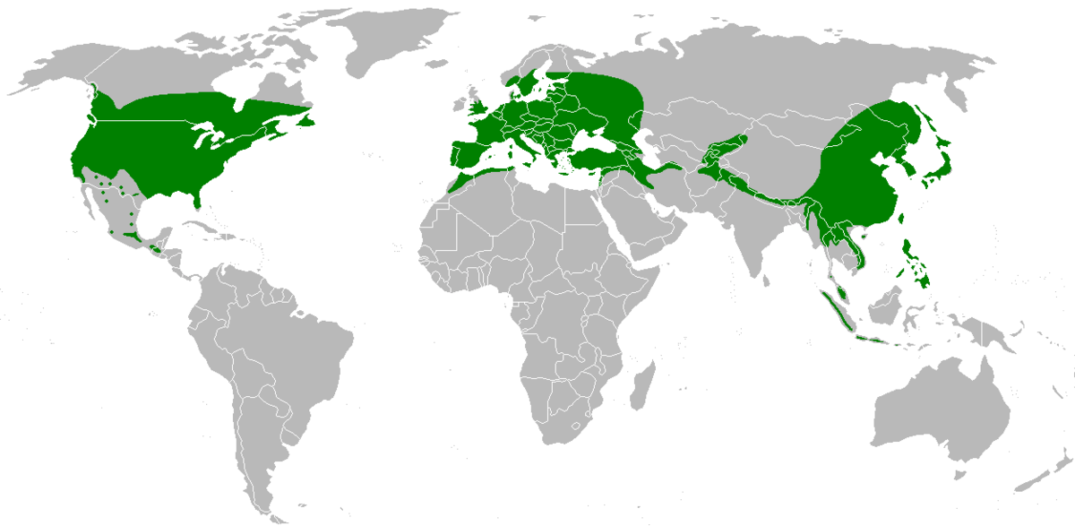 Répartition mondiale du genre Acer